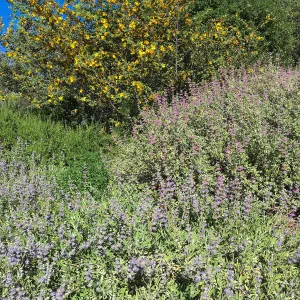 Fremontia (flannelbush) and Salvia (sage), Porter Trail