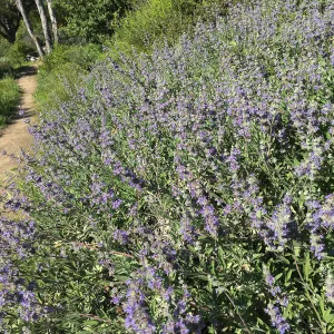 Salvia â€˜Bees Bliss', Porter Trail