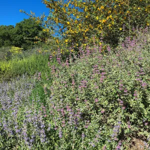 Fremontia (flannelbush) and Salvia (sage), Porter Trail