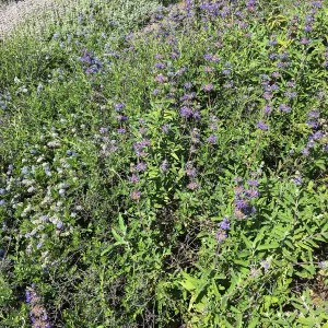 Salvia (sage)and Ceanothus (California Lilac), Porter Trail