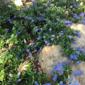Ceanothus â€˜Joyce Coulter' in the Wooded Dell
