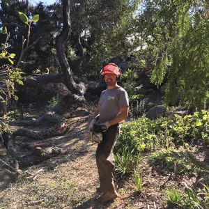 Nick Resler cleaning up fallen oak by Teahouse