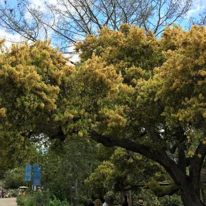 Quercus agrifolia (Coastal Live Oak) in bloom