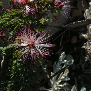 Fairy Duster