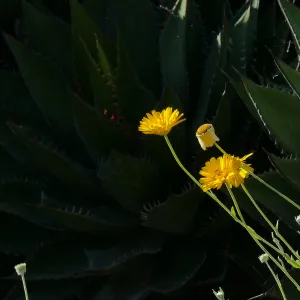 Desert Marigold