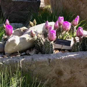 Plains Trough, Denver Botanic Garden