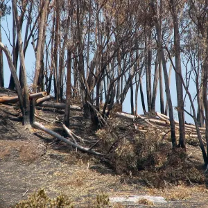 Burned eucalyptus on Cavalli Ridge after Jesusita Fire