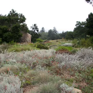 Meadow from Ground Cover Section