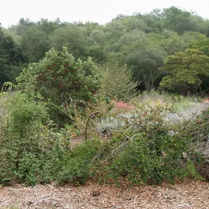 Meadow shrubs, top of Meadow