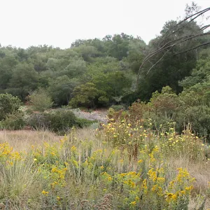 Panoramic view of top of Meadow