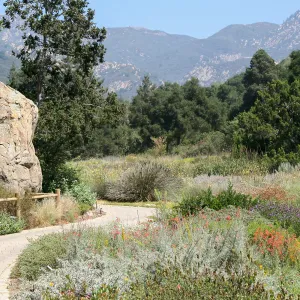 Groundcover Section and Meadow