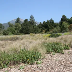 Looking north from middle of Meadow