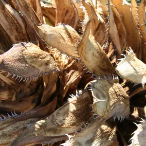 Dried agave (Century Plant) leaves