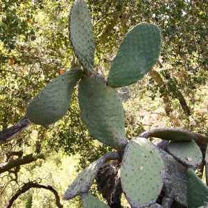 Opuntia (Prickly-pear)
