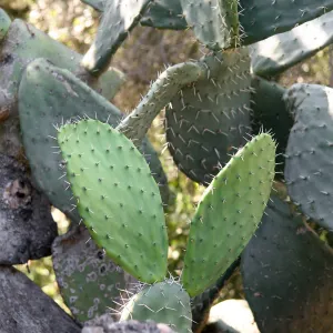Opuntia (Prickly-pear)