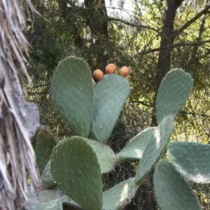 Opuntia (Prickly-pear)