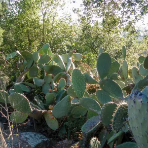 Opuntia (Prickly-pear) in Desert Section