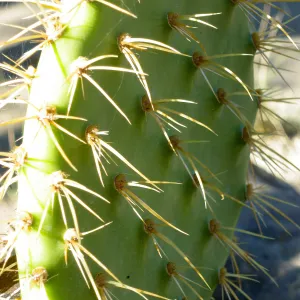 Opuntia (Prickly-pear) in Desert Section