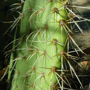 Opuntia (Prickly-pear) in Desert Section