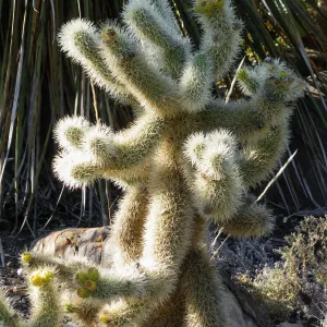 Cholla in Desert Section