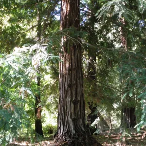 Redwood Section