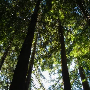 Redwood Section