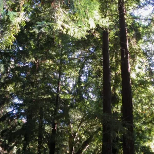 Redwood Section