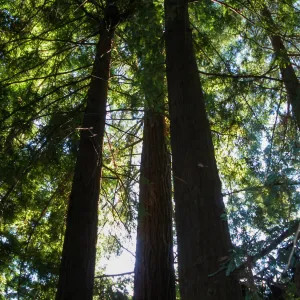 Redwood Section
