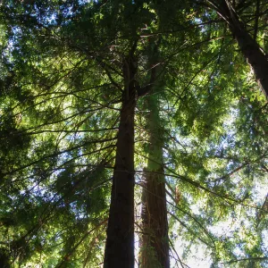 Redwood Section