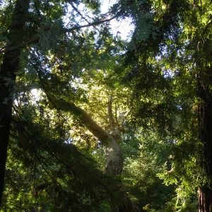 Redwood Section