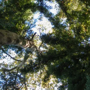 Redwood Section
