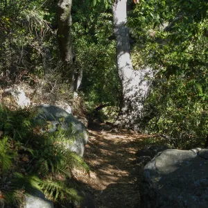 Pritchett Trail