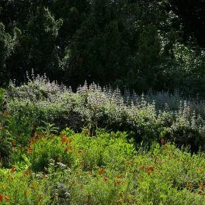 Salvia (sage) in the Ground Cover Display