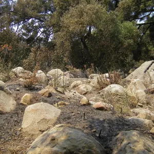 Rock Garden Display after Jesusita Fire