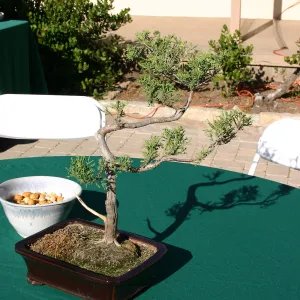 Japanese-style Summer Solstice Celebration to benefit ShinKanAn Teahouse