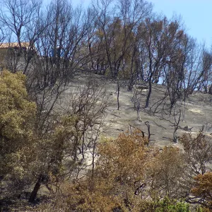 Burned hillside across Mission Canyon Road from Meadow after Jesusita Fire