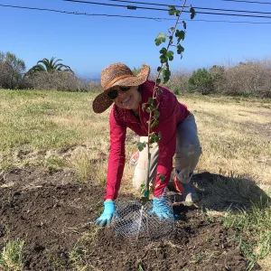 Earth Day Planting Project, Refugio State Beach