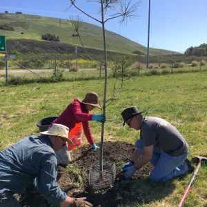 Earth Day Planting Project, Refugio State Beach