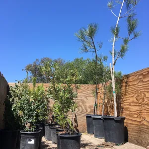 Earth Day Planting Project, Refugio State Beach