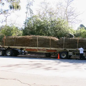 Toad Hall construction, delivery of saplings