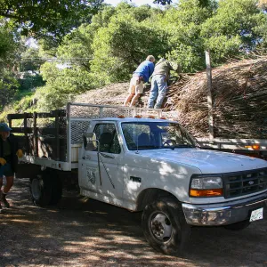 Toad Hall construction, delivery of saplings