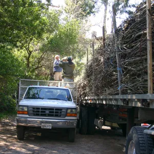 Toad Hall construction, delivery of saplings