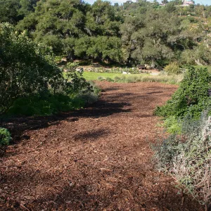 Site where Toad Hall will be constructed