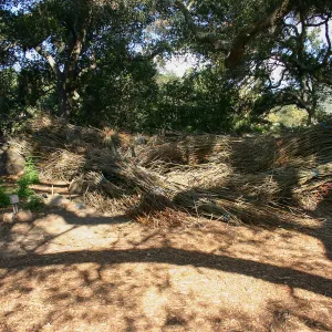 Toad Hall Construction, saplings stored at Meadow Oaks