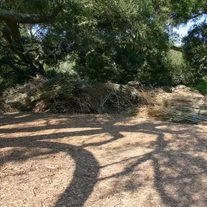 Toad Hall Construction, saplings stored at Meadow Oaks