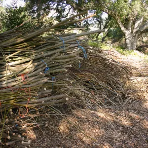 Toad Hall Construction, saplings stored at Meadow Oaks