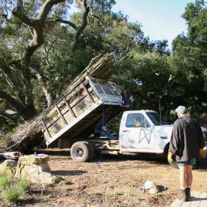 Toad Hall Construction, delivering saplings