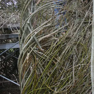 Toad Hall Construction