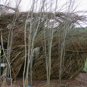 Toad Hall Construction