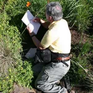 Patrick O'Hara sketching a poppy in the Meadow